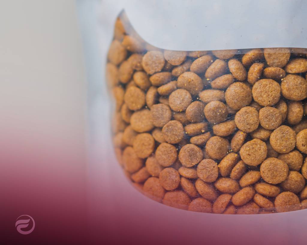 Associações de proteção animal têm isenção de IVA na alimentação até ao final de 2026