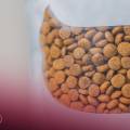 Associações de proteção animal têm isenção de IVA na alimentação até ao final de 2026