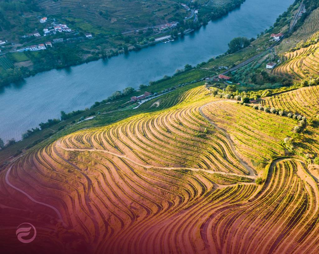 Já abriram as candidaturas ao apoio de 12 milhões de euros para o setor vitivinícola do Douro